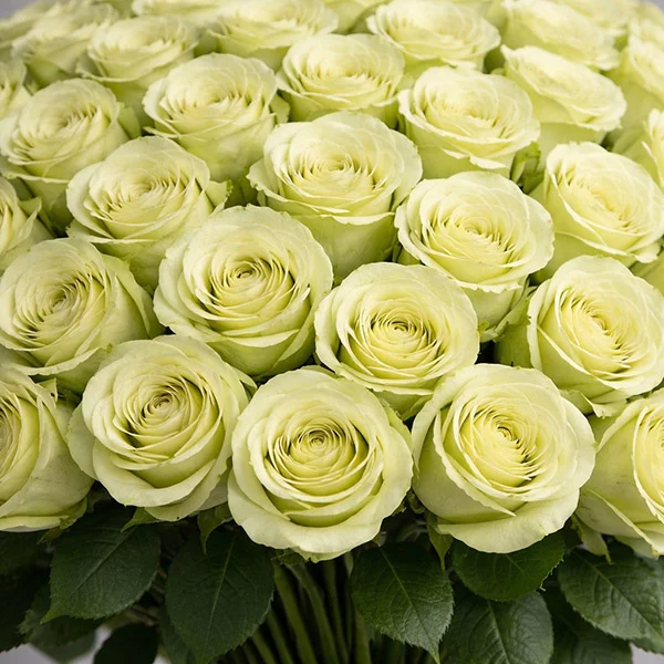 101 зеленая роза (70 см)